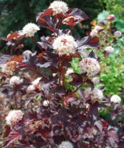 Crimson Diabolo Ninebark Shrub Live Plant 6-12