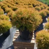 Fire Globe Arborvitae Live Plant 6" Tall in Quart Pot - Globe-shaped Evergreen Shrub - Ornamental Shrub Outdoor Garden