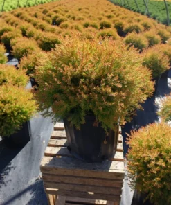 Fire Globe Arborvitae Live Plant 6" Tall in Quart Pot - Globe-shaped Evergreen Shrub - Ornamental Shrub Outdoor Garden