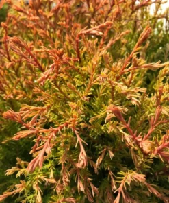 Fire Globe Arborvitae Live Plant 6" Tall in Quart Pot - Globe-shaped Evergreen Shrub - Ornamental Shrub Outdoor Garden