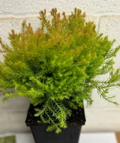Fire Globe Arborvitae Live Plant 6