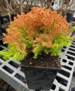 Fire Globe Arborvitae Live Plant 6