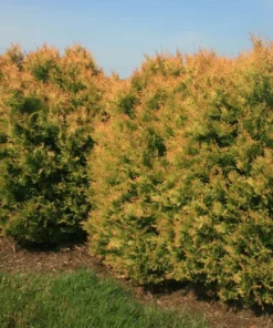 Fire Globe Arborvitae Live Plant 6