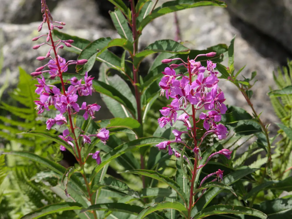 Fireweed flowers