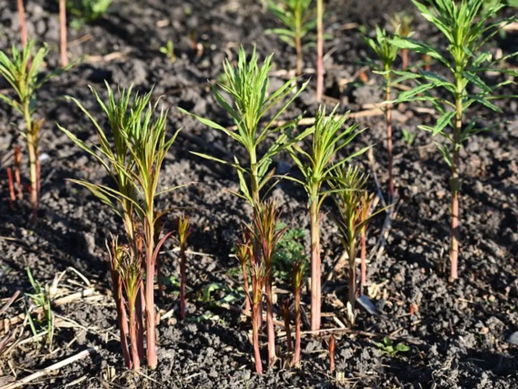 How to Grow Fireweed From Seeds: A Step-by-Step Guide