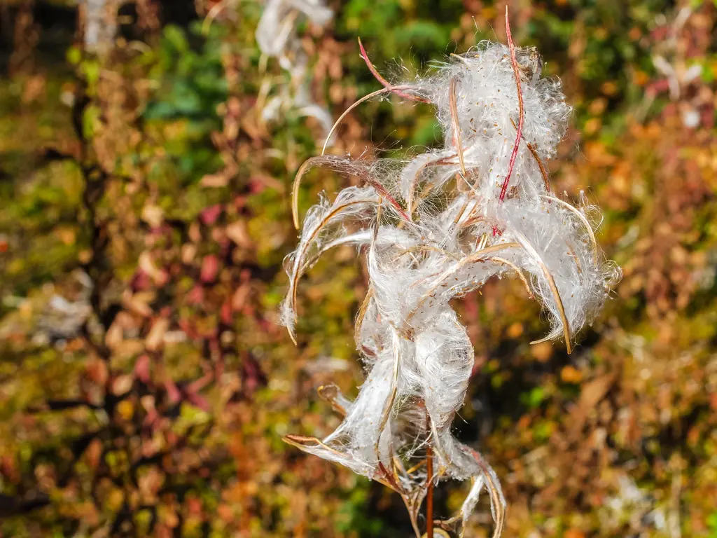 How to Grow Fireweed From Seeds: A Step-by-Step Guide