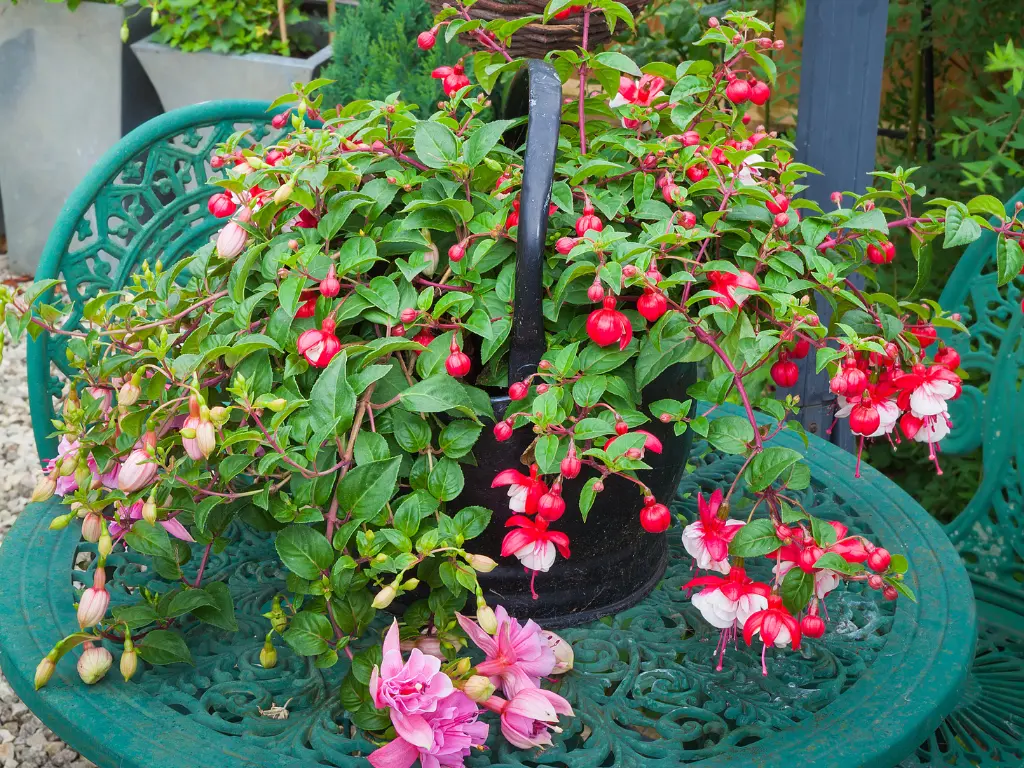 Fuchsia Hanging Baskets
