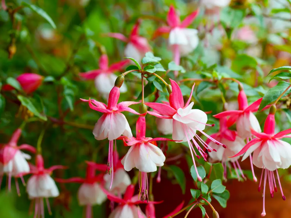 Close-up of vibrant fuchsia flowers in full bloom, showcasing their beautiful pink and white petals.