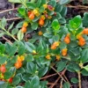 Goldfish Orange Starter Plant - 2-5" Tall - 3" Pot - Columnea Nematanthus