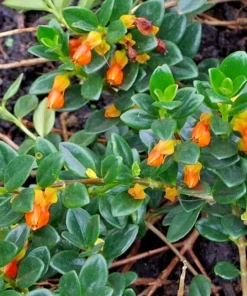 Goldfish Orange Starter Plant - 2-5