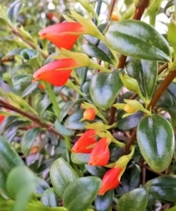 Goldfish Orange Starter Plant - 2-5