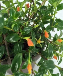 Goldfish Orange Starter Plant - 2-5