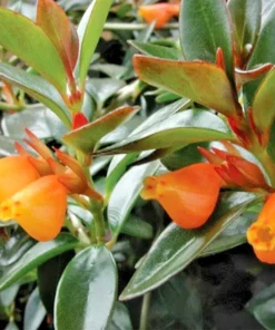 Goldfish Orange Starter Plant - 2-5