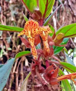 Goldfish Plant Schiedeana Starter Plant 2-5