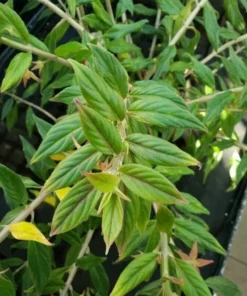 Goldfish Plant Schiedeana Starter Plant 2-5