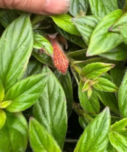 Goldfish Plant Schiedeana Starter Plant 2-5