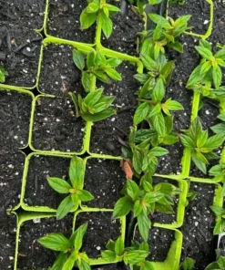 Goldfish Plant Schiedeana Starter Plant 2-5