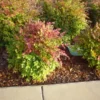 Harbor Dwarf Nandina Live Plant 7-10" Tall in 4" Pot - Nandina Domestica - Evergreen Shrub - Ornamental Plant for Outdoor Garden