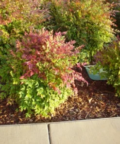 Harbor Dwarf Nandina Live Plant 7-10" Tall in 4" Pot - Nandina Domestica - Evergreen Shrub - Ornamental Plant for Outdoor Garden