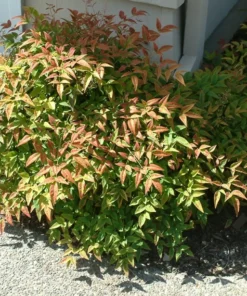 Harbor Dwarf Nandina Live Plant 7-10" Tall in 4" Pot - Nandina Domestica - Evergreen Shrub - Ornamental Plant for Outdoor Garden