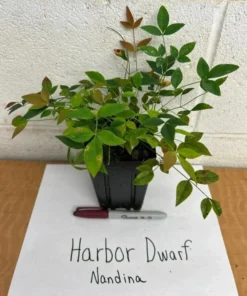 Harbor Dwarf Nandina Live Plant 7-10