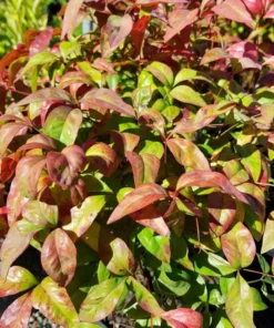 Harbor Dwarf Nandina Live Plant 7-10