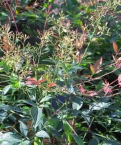 Harbor Dwarf Nandina Live Plant 7-10