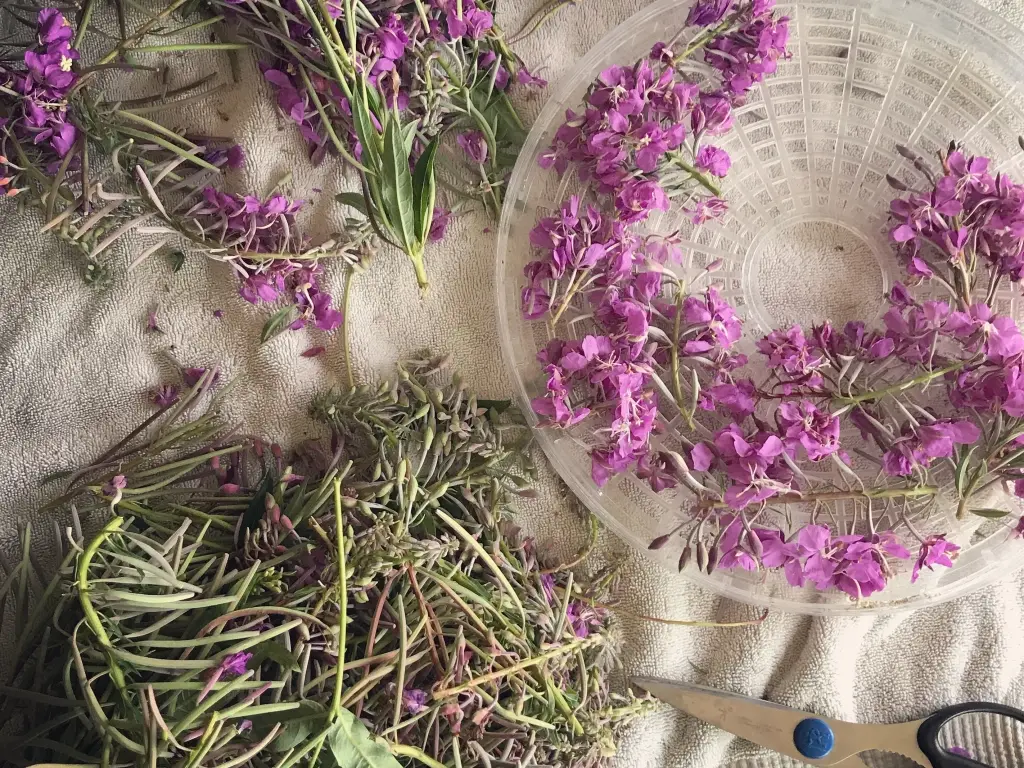 How to Grow Fireweed From Seeds: A Step-by-Step Guide