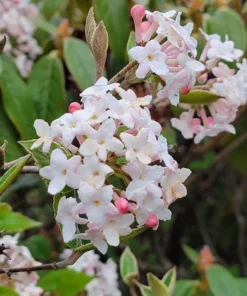 Juddi Viburnum Live Plant 6-12" Tall in 2.5" Pot - Fragrant Flower Shrub Plant - Ornamental Plant Outdoor Garden