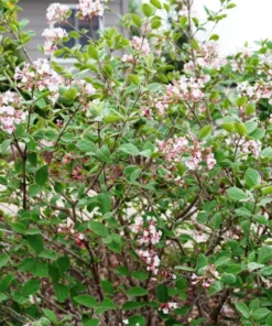 Juddi Viburnum Live Plant 6-12" Tall in 2.5" Pot - Fragrant Flower Shrub Plant - Ornamental Plant Outdoor Garden