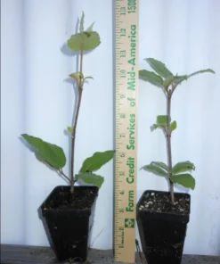 Juddi Viburnum Live Plant 6-12