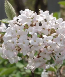 Juddi Viburnum Live Plant 6-12