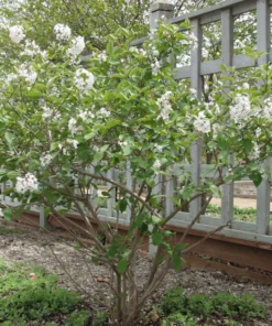 Juddi Viburnum Live Plant 6-12