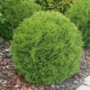 Little Giant Dwarf Arborvitae Live Plant 6" Tall in Quart Pot - Globe-shaped Evergreen Shrub - Ornamental Shrub Outdoor Garden