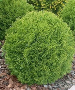 Little Giant Dwarf Arborvitae Live Plant 6" Tall in Quart Pot - Globe-shaped Evergreen Shrub - Ornamental Shrub Outdoor Garden