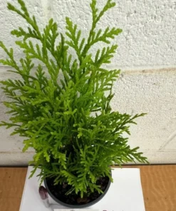 Little Giant Dwarf Arborvitae Live Plant 6" Tall in Quart Pot - Globe-shaped Evergreen Shrub - Ornamental Shrub Outdoor Garden