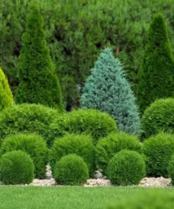 Little Giant Dwarf Arborvitae Live Plant 6