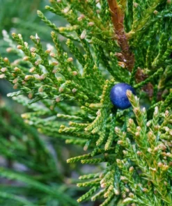 Little Giant Dwarf Arborvitae Live Plant 6