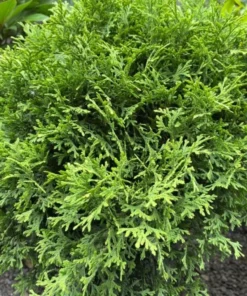 Little Giant Dwarf Arborvitae Live Plant 6