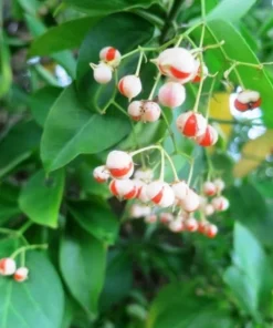 Manhattan Euonymus Live Plant 7-12" Tall in 2.5" Pot - Evergreen Shrub for Outdoor Garden