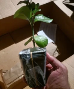 Manhattan Euonymus Live Plant 7-12" Tall in 2.5" Pot - Evergreen Shrub for Outdoor Garden