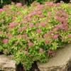 Mini Gold Mound Spirea in Quart Pot - Dwarf Gold Mound Spirea - Flowering Shrub Ornamental Plant for Outdoor Garden