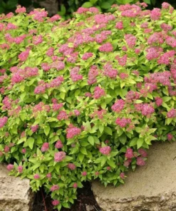 Mini Gold Mound Spirea in Quart Pot - Dwarf Gold Mound Spirea - Flowering Shrub Ornamental Plant for Outdoor Garden