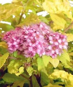 Mini Gold Mound Spirea in Quart Pot - Dwarf Gold Mound Spirea - Flowering Shrub Ornamental Plant for Outdoor Garden