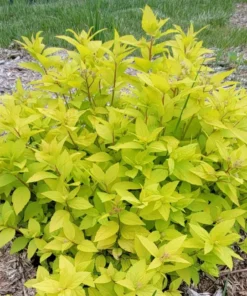 Mini Gold Mound Spirea in Quart Pot - Dwarf Gold Mound Spirea - Flowering Shrub Ornamental Plant for Outdoor Garden