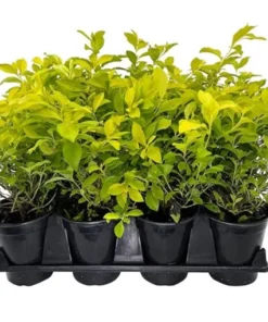 Mini Gold Mound Spirea in Quart Pot - Dwarf Gold Mound Spirea - Flowering Shrub Ornamental Plant for Outdoor Garden