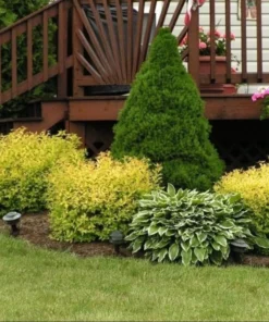 Mini Gold Mound Spirea in Quart Pot - Dwarf Gold Mound Spirea - Flowering Shrub Ornamental Plant for Outdoor Garden