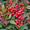 Nandina Domestic Live Plant 6-10" Tall in 2.5" Pot - Heavenly Bamboo Shrub Tree - Ornamental Shrub Outdoor Garden