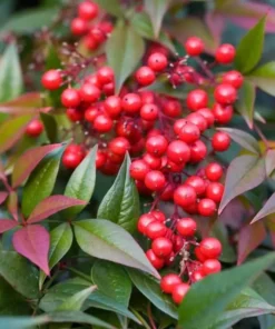 Nandina Domestic Live Plant 6-10" Tall in 2.5" Pot - Heavenly Bamboo Shrub Tree - Ornamental Shrub Outdoor Garden