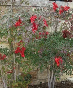 Nandina Domestic Live Plant 6-10" Tall in 2.5" Pot - Heavenly Bamboo Shrub Tree - Ornamental Shrub Outdoor Garden